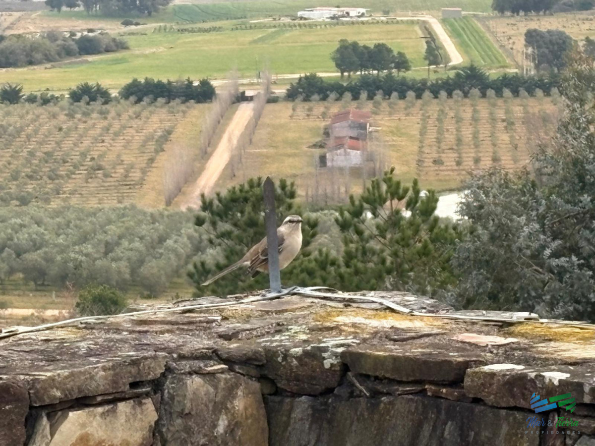 Chacra ID.5646 - Se alquila chacra a 25 minutos de Punta del Este y con las mejores vistas de la laguna del sauce!!!