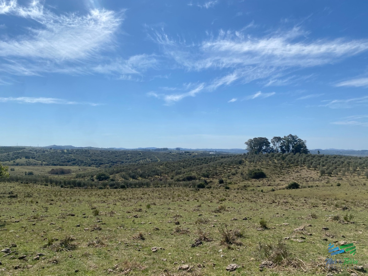 Chacra ID.4546 - Chacras con vistas Únicas, Olivos, Sierras y descanso... !! Atención Precio Rebajado !!