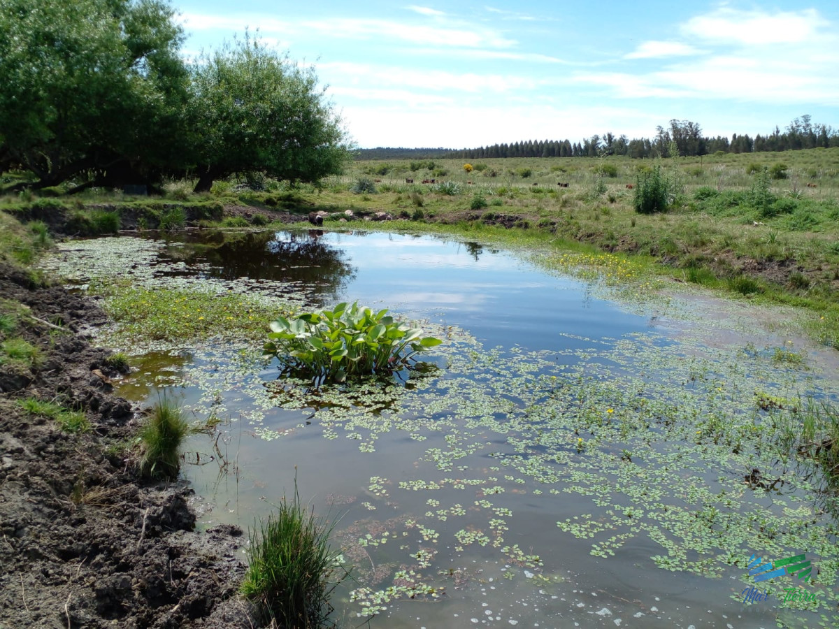 Chacra ID.4577 - 20 Has con Casa, sobre Ruta 12.