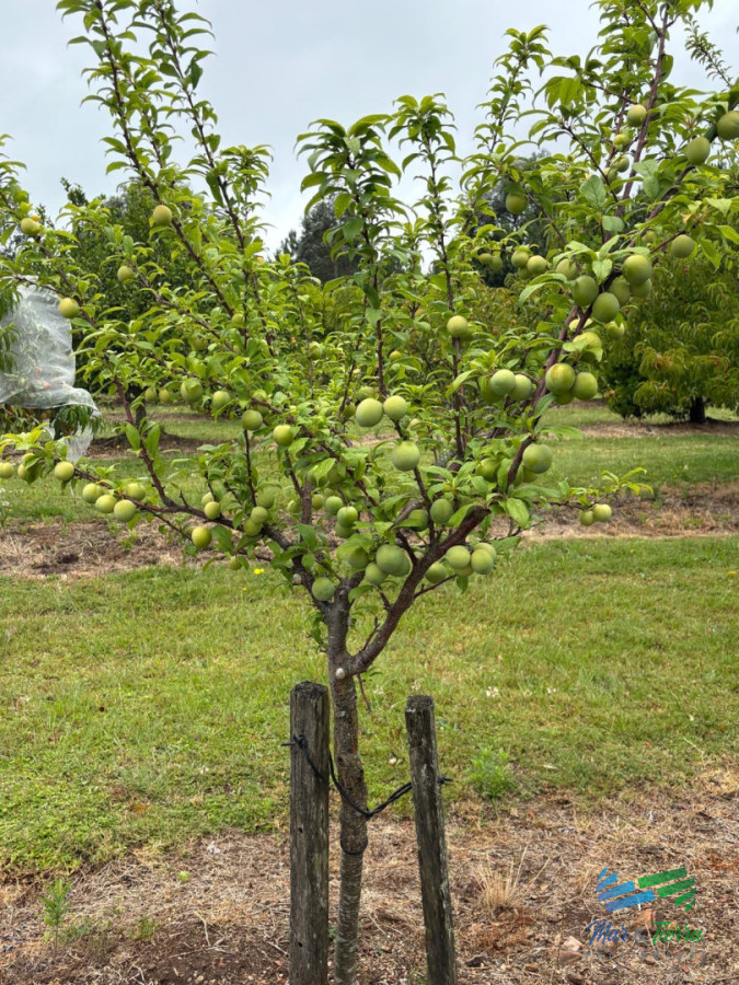 Chacra ID.5646 - Se alquila chacra a 25 minutos de Punta del Este y con las mejores vistas de la laguna del sauce!!!