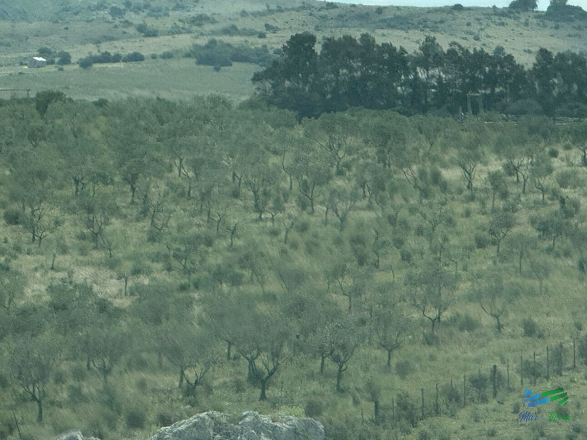 Chacra ID.5738 - En venta chacra 20 hectareas con Olivos en Ruta 9 cerca de Pan de Azúcar.