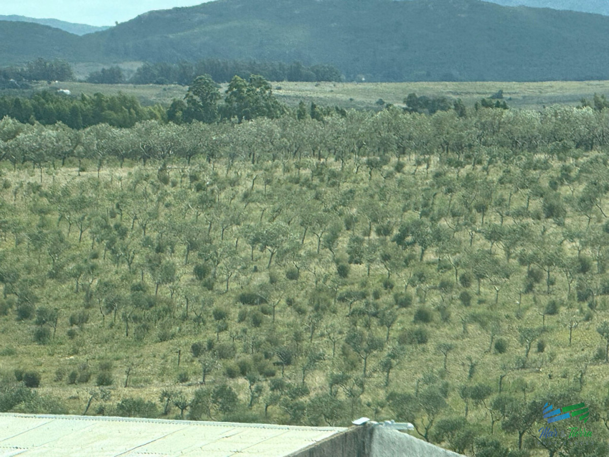 Chacra ID.5738 - En venta chacra 20 hectareas con Olivos en Ruta 9 cerca de Pan de Azúcar.