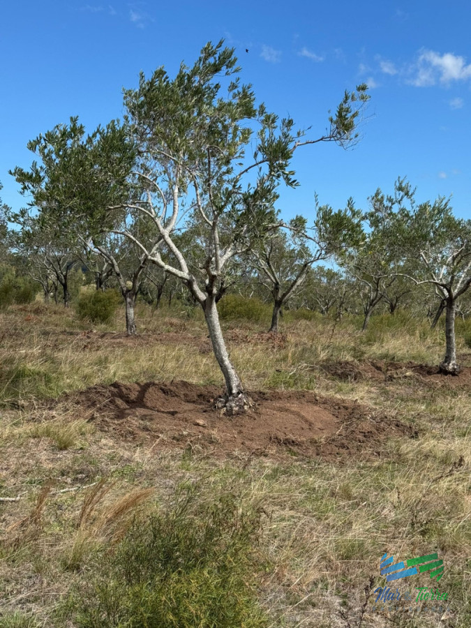 Chacra ID.5738 - En venta chacra 20 hectareas con Olivos en Ruta 9 cerca de Pan de Azúcar.