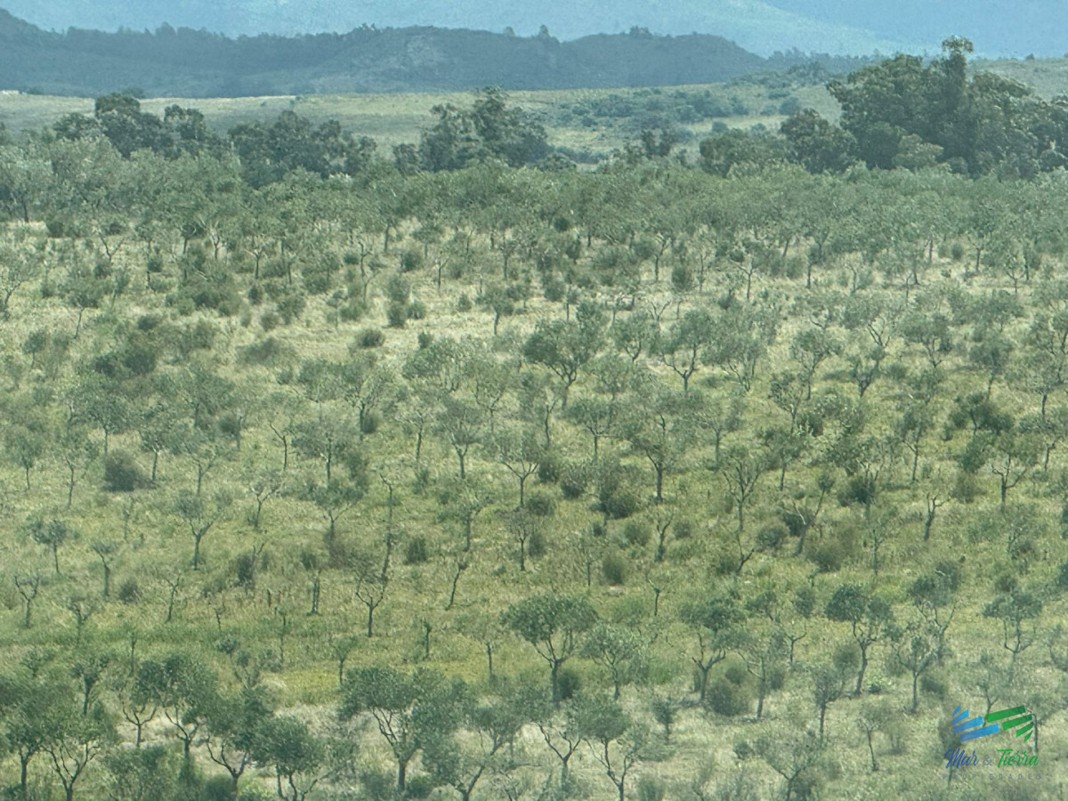 Chacra ID.5738 - En venta chacra 20 hectareas con Olivos en Ruta 9 cerca de Pan de Azúcar.