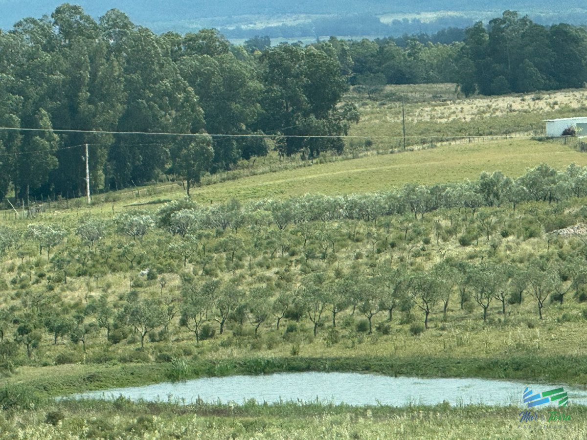 Chacra ID.5738 - En venta chacra 20 hectareas con Olivos en Ruta 9 cerca de Pan de Azúcar.