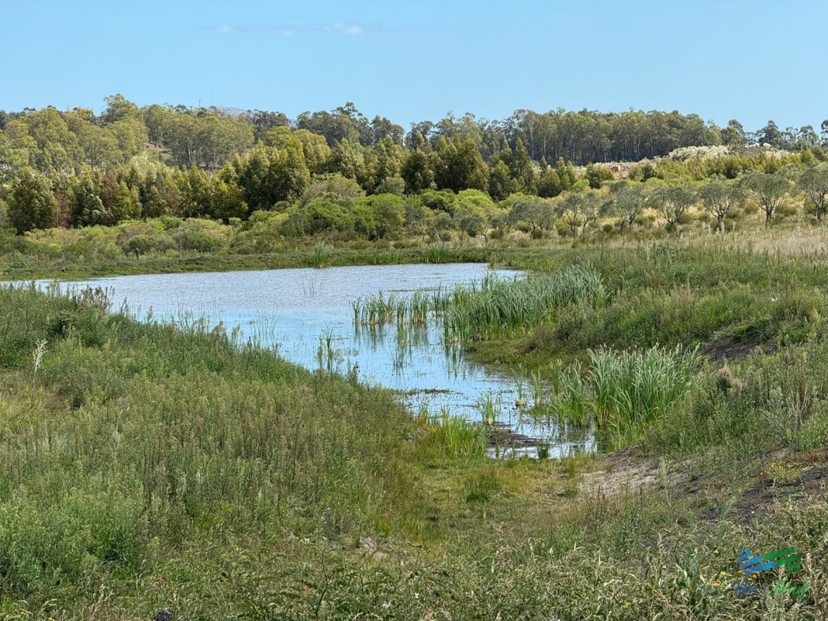 Chacra ID.5738 - En venta chacra 20 hectareas con Olivos en Ruta 9 cerca de Pan de Azúcar.