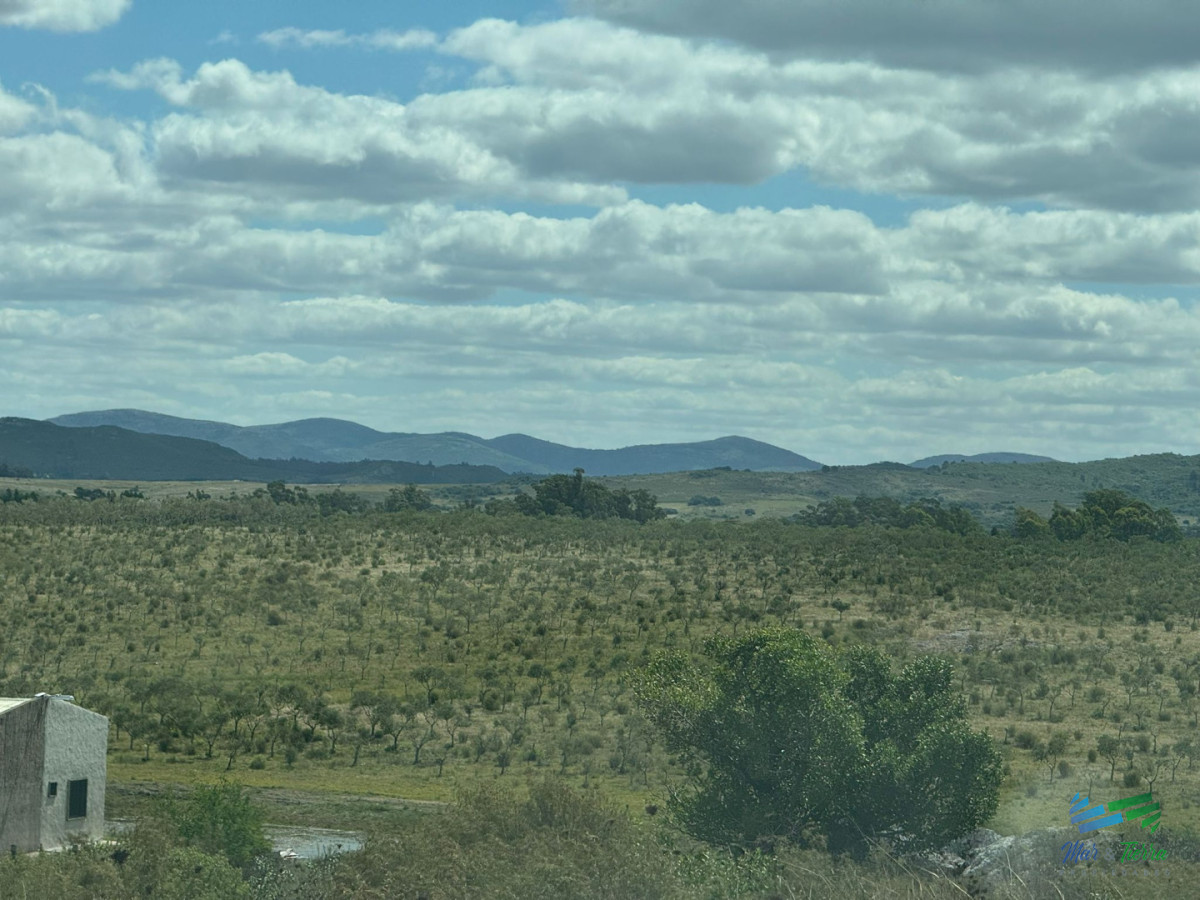 Chacra ID.5738 - En venta chacra 20 hectareas con Olivos en Ruta 9 cerca de Pan de Azúcar.