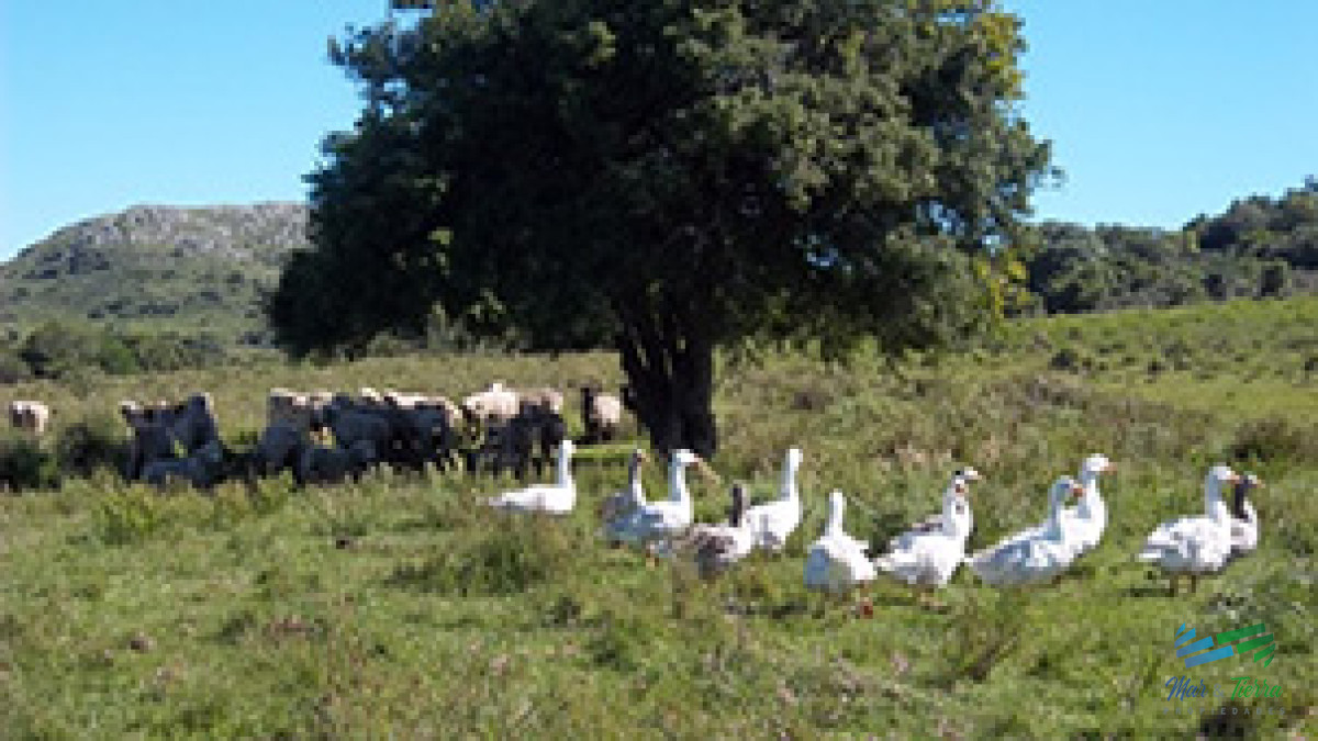 Chacra ID.5380 - Hotel del Campo - Posada negocio andando y con clientela, gran oportunidad de inversion!