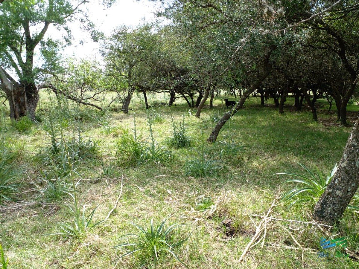 Chacra ID.4577 - 20 Has con Casa, sobre Ruta 12.