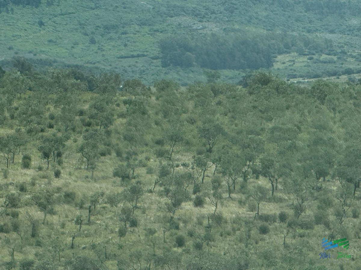 Chacra ID.5738 - En venta chacra 20 hectareas con Olivos en Ruta 9 cerca de Pan de Azúcar.