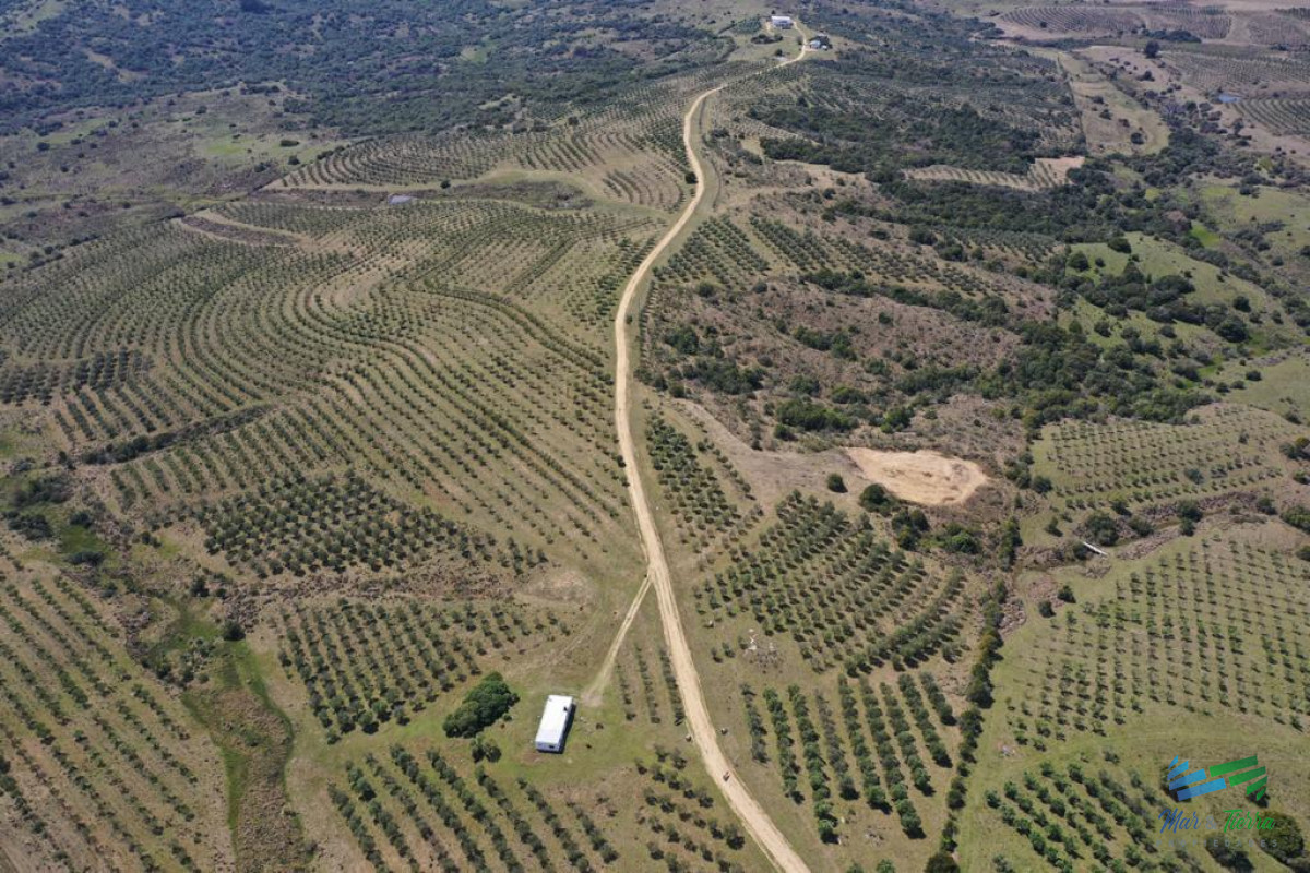 Chacra ID.4368 - Preciosas Chacra con Olivos en Finca Babieca, Vistas Sierras, arroyo, Pueblo Eden
