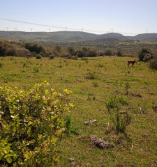 Chacras de 5 Has en las Sierras, Monte Nativo y buenas vistas