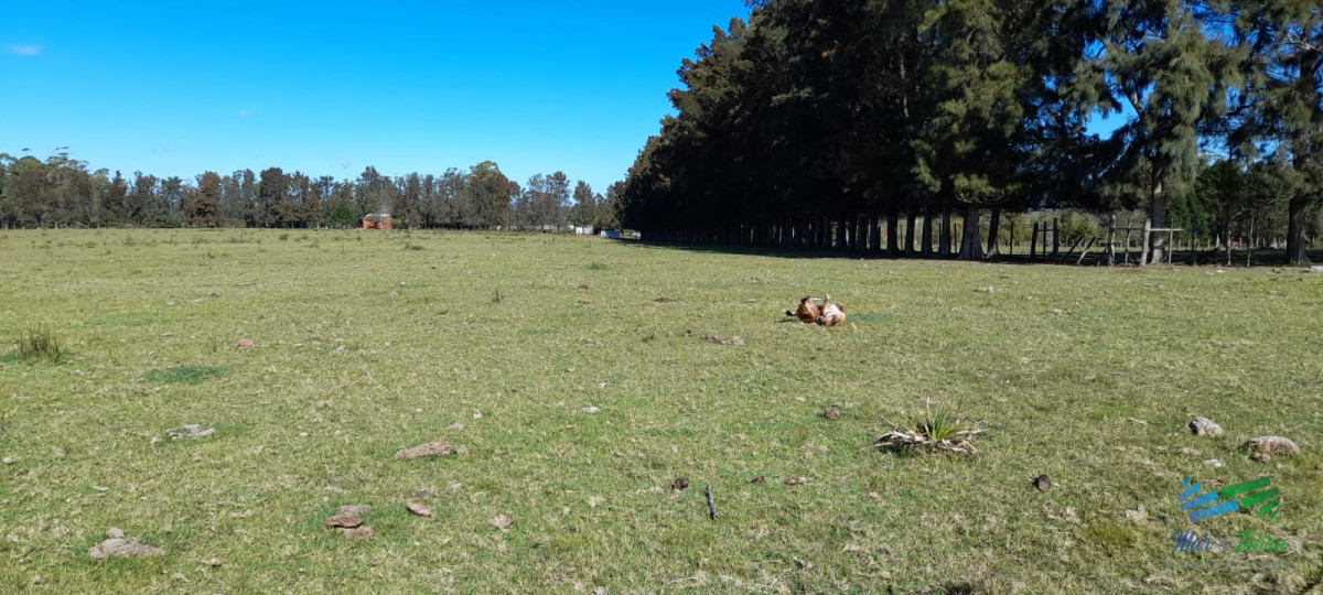 Buen campo agrícola, muy bien ubicado. 83 Has