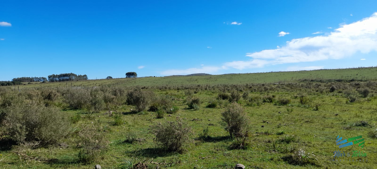 Buen campo agrícola, muy bien ubicado. 83 Has - GoPunta - Portal Inmobiliario de Punta del Este - Maldonado
