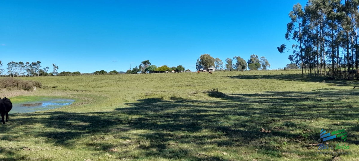 Buen campo agrícola, muy bien ubicado. 83 Has - GoPunta - Portal Inmobiliario de Punta del Este - Maldonado