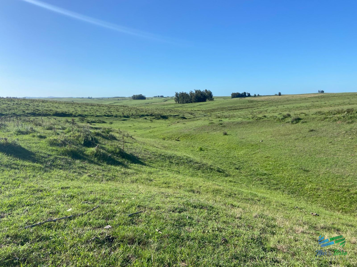 Precioso Campito de 80 Has a 15 minutos del mar y sobre asfalto, DESESTRESATE ! - GoPunta - Portal Inmobiliario de Punta del Este - Maldonado