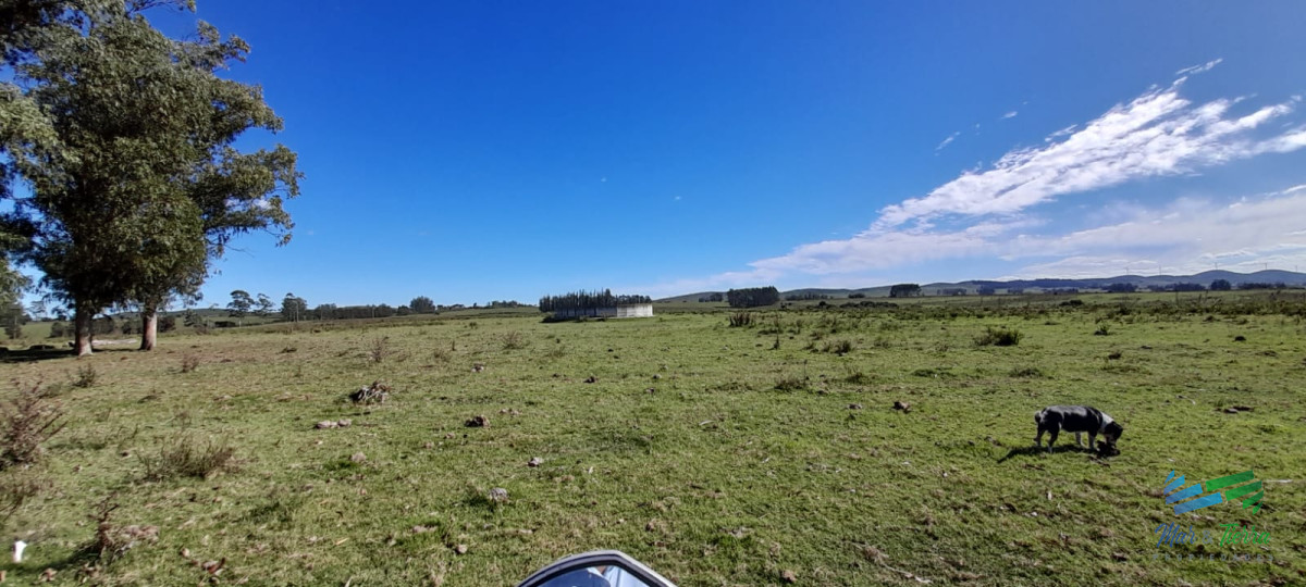 Buen campo agrícola, muy bien ubicado. 83 Has - GoPunta - Portal Inmobiliario de Punta del Este - Maldonado