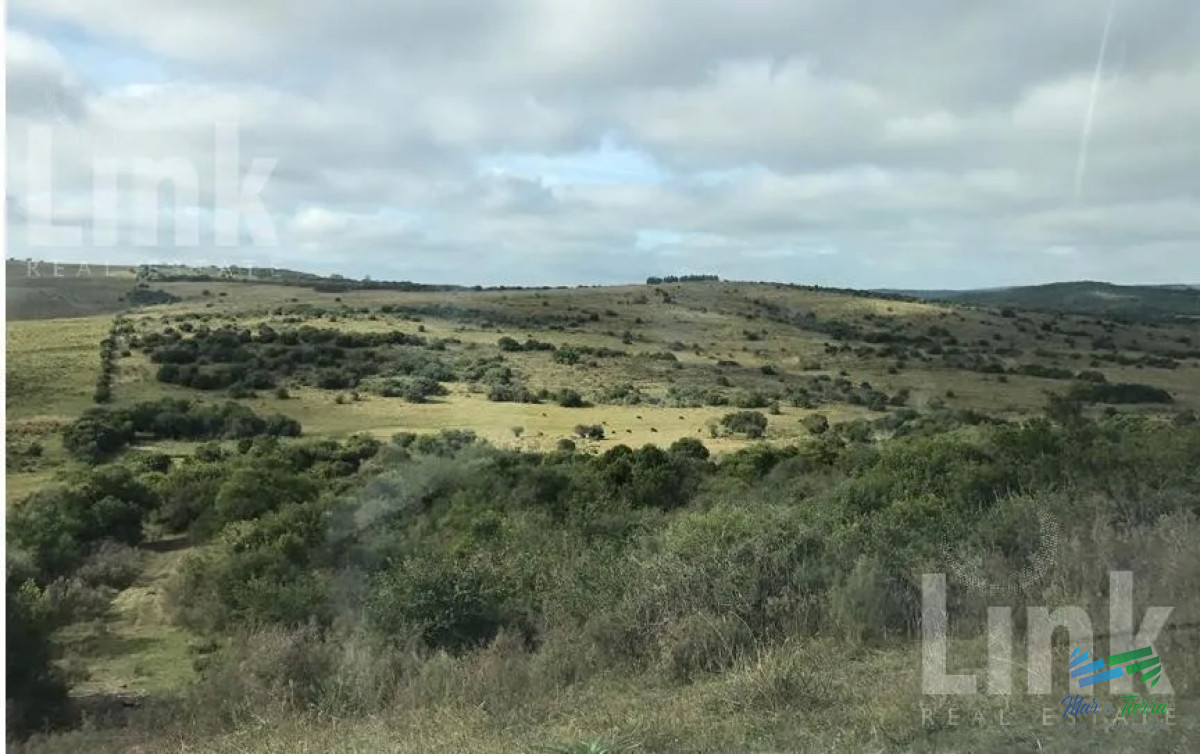 Precio Rebajado   Estancia 3.000 Has en 33 Ganadero Forestal - GoPunta - Portal Inmobiliario de Punta del Este - Maldonado