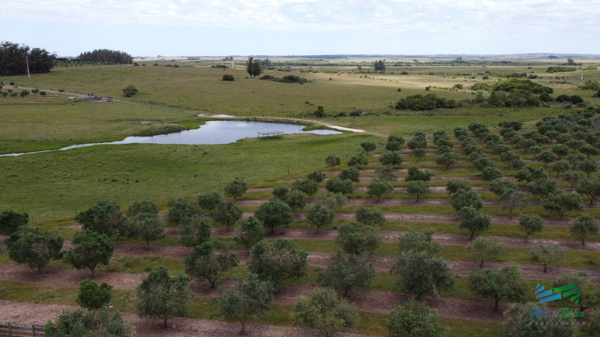 28 Has a 5 Kms de Garzón con 5.000 Olivos
