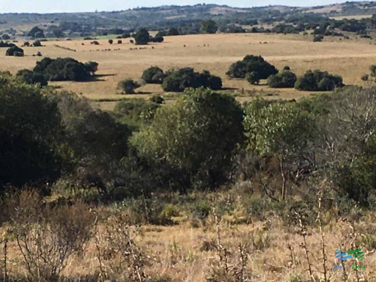 80 Has al Norte de Garzon, buen acceso, vistas, monte y luz en la portera - GoPunta - Portal Inmobiliario de Punta del Este - Maldonado