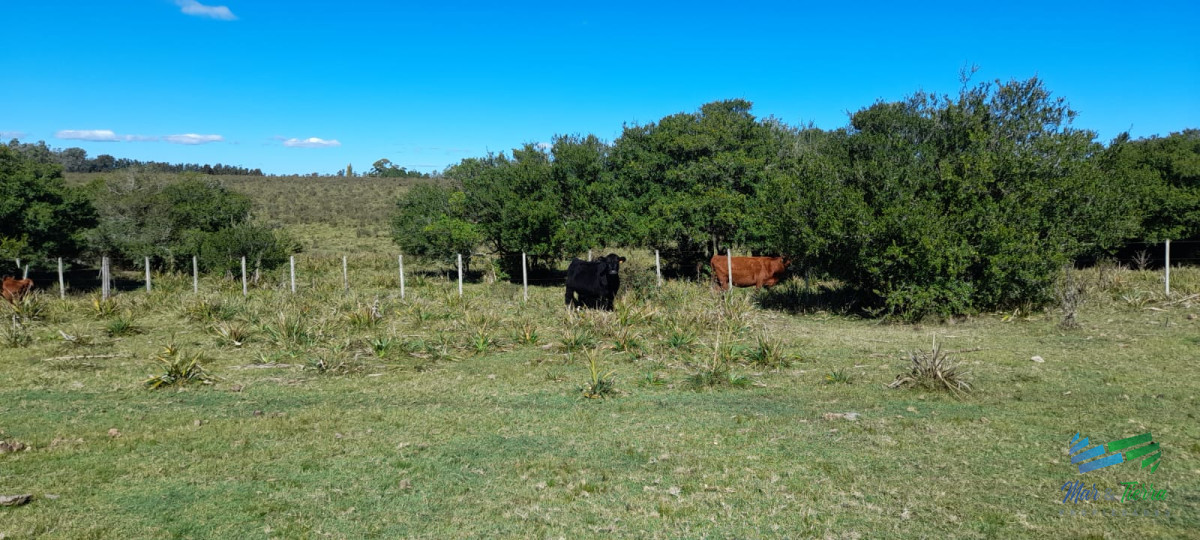 Buen campo agrícola, muy bien ubicado. 83 Has - GoPunta - Portal Inmobiliario de Punta del Este - Maldonado