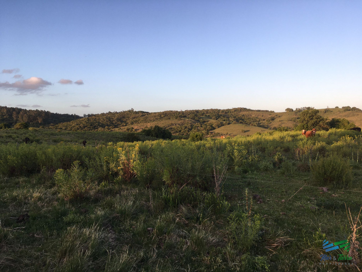 Campo Ref.4409 - Pintoresco campo Ganadero muy bien ubicado.