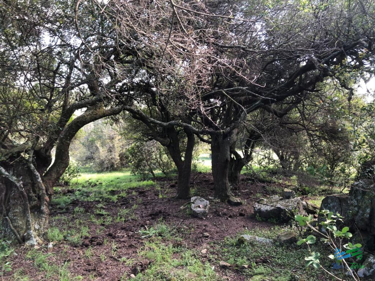 Campo Ref.4417 - Desenchufate ! Campo 60 Has Naturaleza al mango !