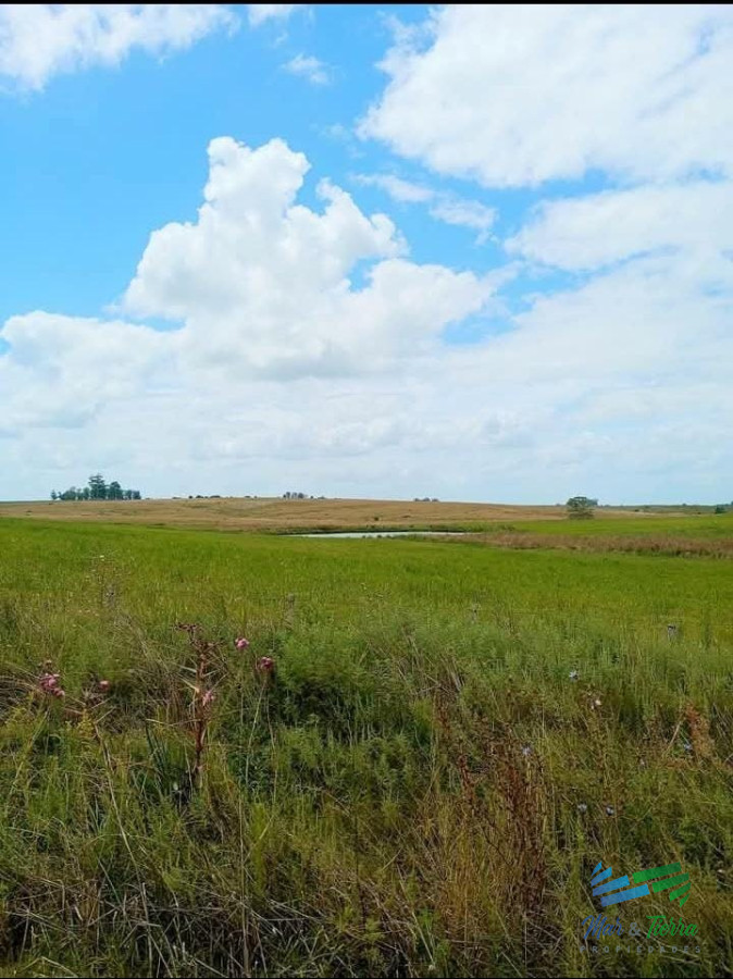 Campo Ref.5190 - 150 Has Campo Agrícola Ganadero a tan solo 10 Kms de Florida (Bajo de Precio) !