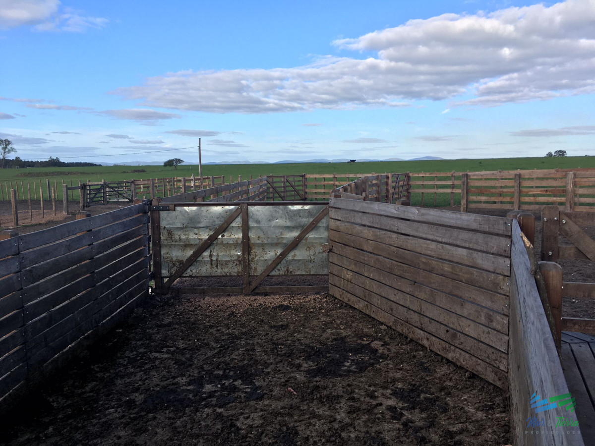 Campo Ref.4907 - 312 Has Campaso Mixto a 1 hora de Mdeo y Punta !