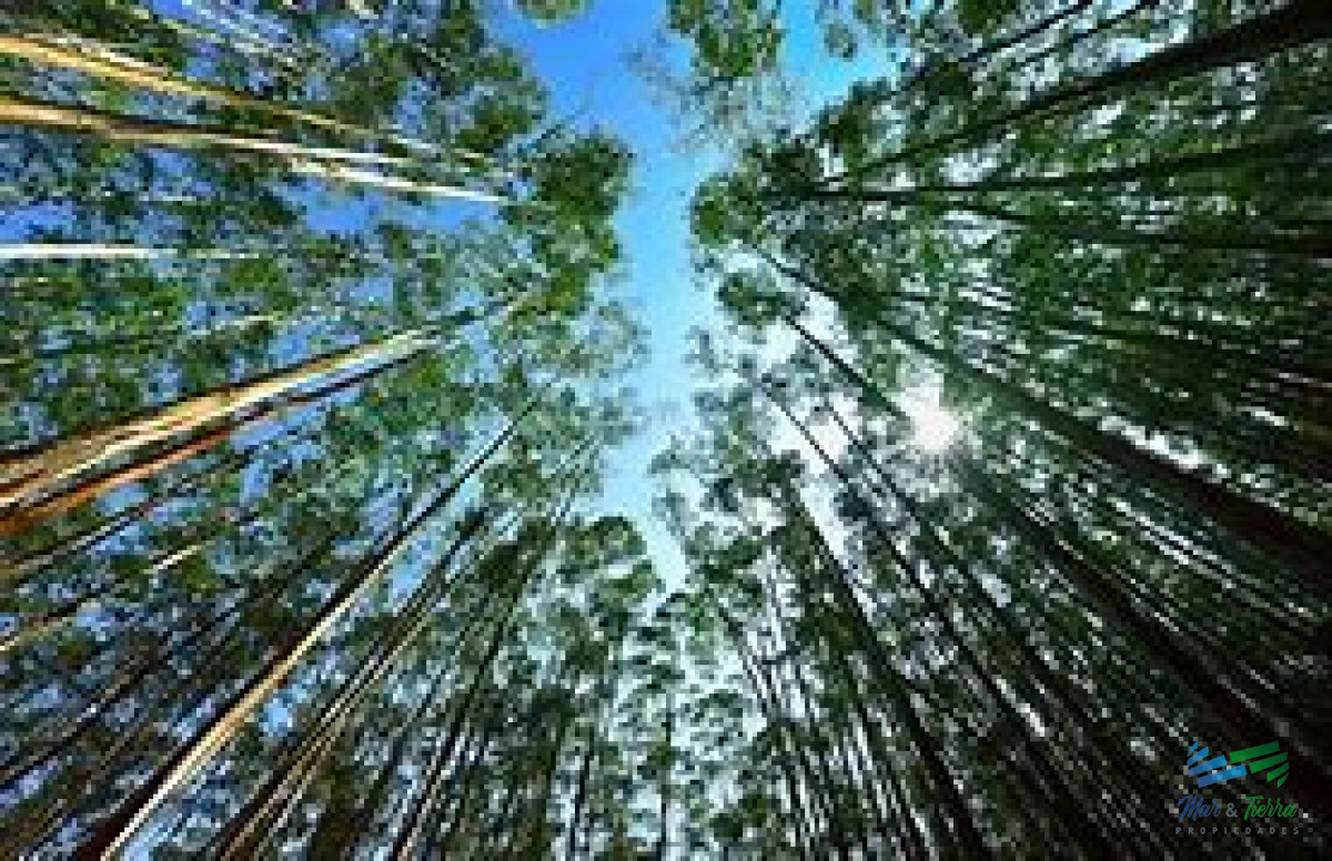 Campo Ref.5281 - Campos Forestales Varios