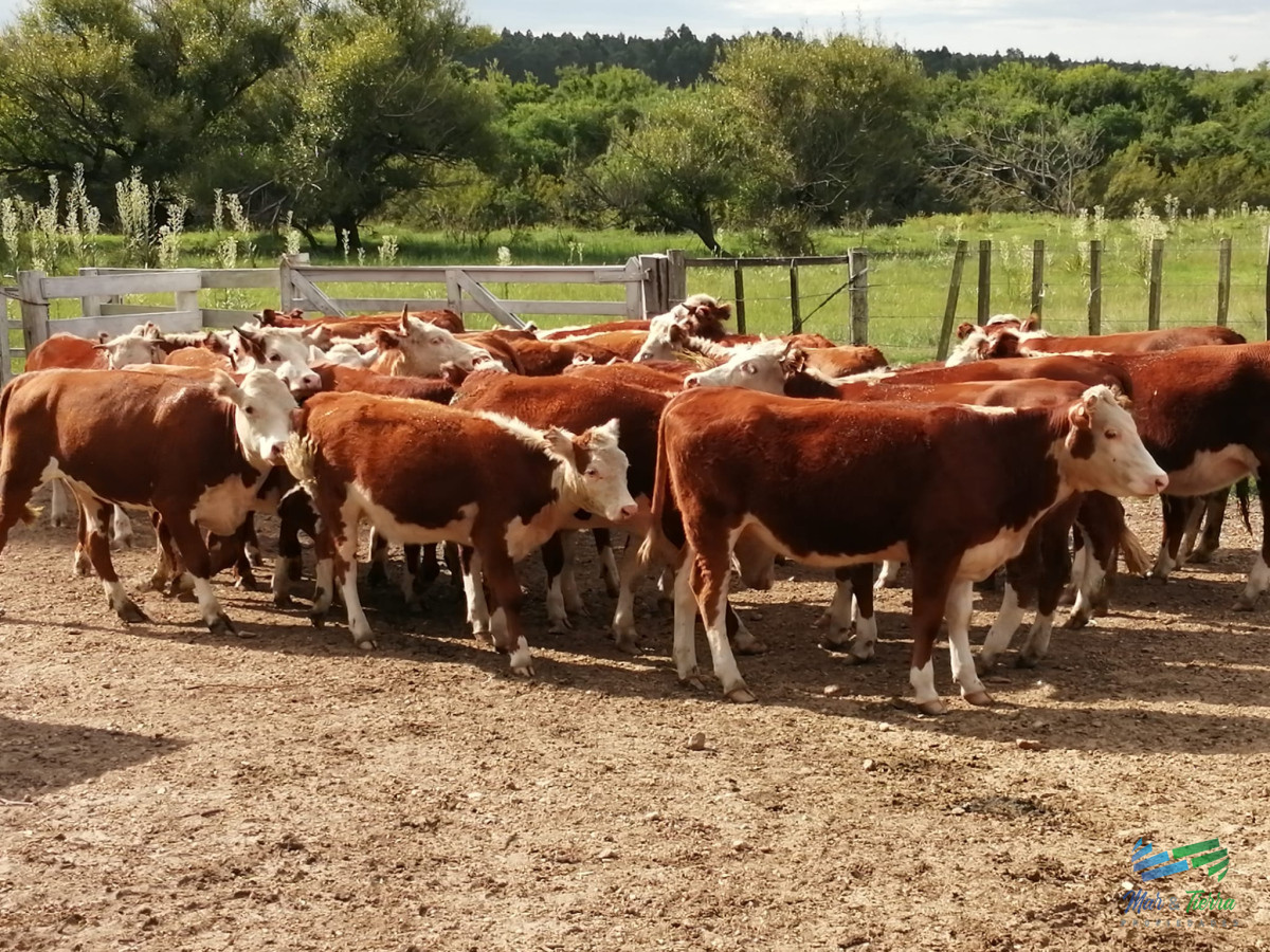 Campo Ref.5149 - 950 Has Campo Mixto Ganadero - Forestal en Durazno