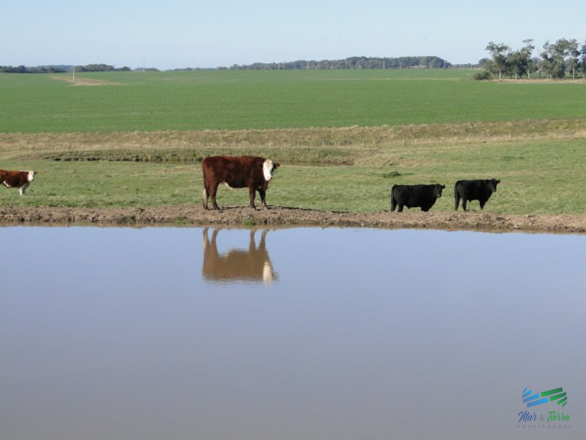 Campo Ref.3697 - 1.137 Has Campaso costa Laguna Negra