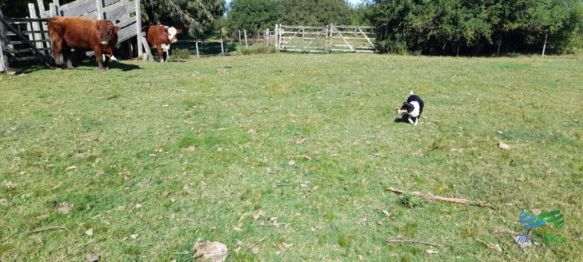 Campo Ref.4416 - Buen campo agrícola, muy bien ubicado. 83 Has