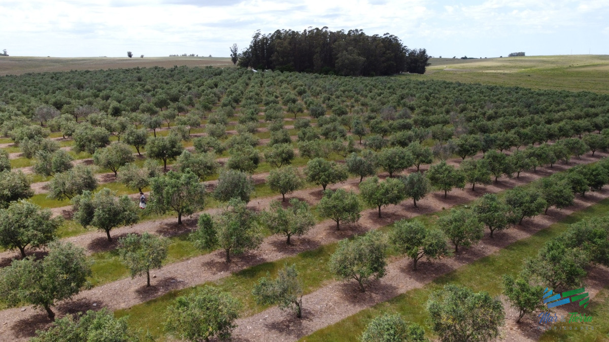 Campo Ref.4490 - 28 Has a 5 Kms de Garzón con 5.000 Olivos