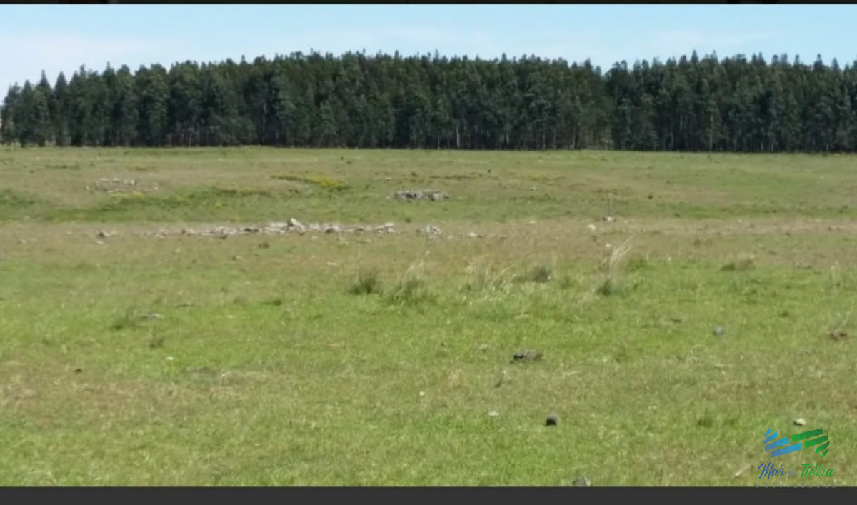 Campo Ref.3682 - 287 Has Ganaderas muy cerca de Ruta 26