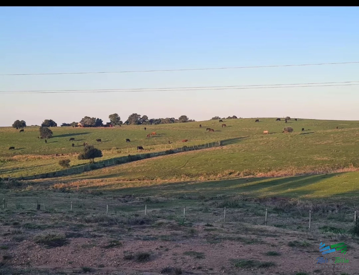 Campo Ref.5119 - Campo Agrícola - Ganadero, 422 Has sobre Ruta 15