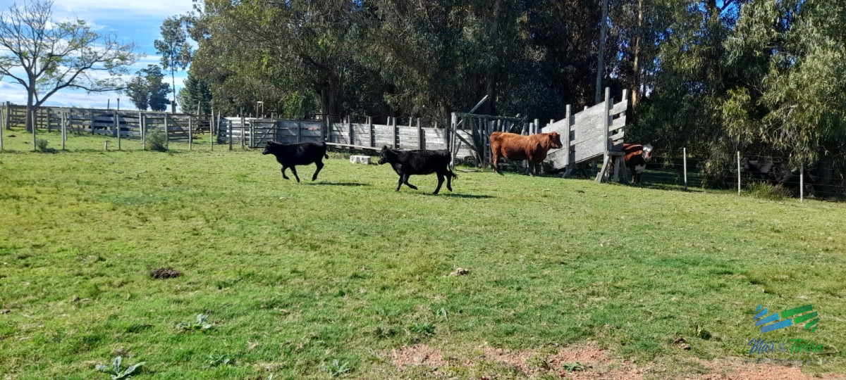 Campo Ref.4381 - Establecimiento Completo a 30 minutos de Punta, no se lo pierda !