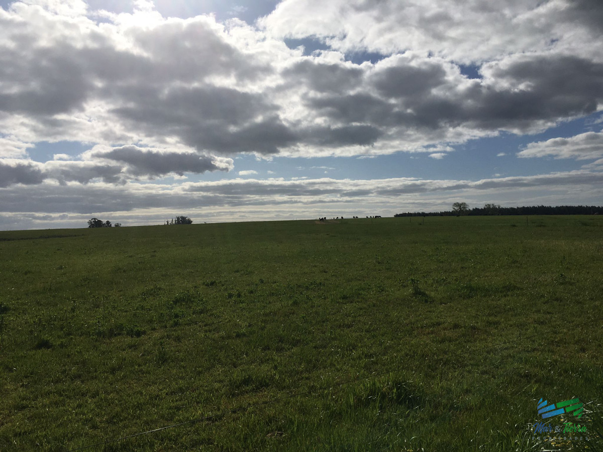 Campo Ref.4907 - 312 Has Campaso Mixto a 1 hora de Mdeo y Punta !