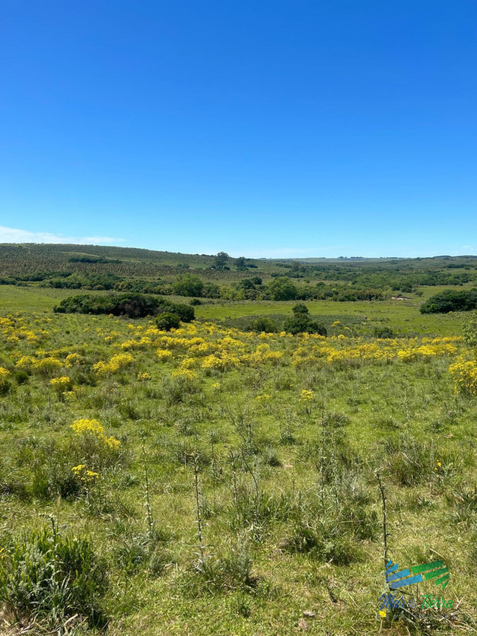 577 Has Campo Ganadero   Forestal - GoPunta - Portal Inmobiliario de Punta del Este - Maldonado