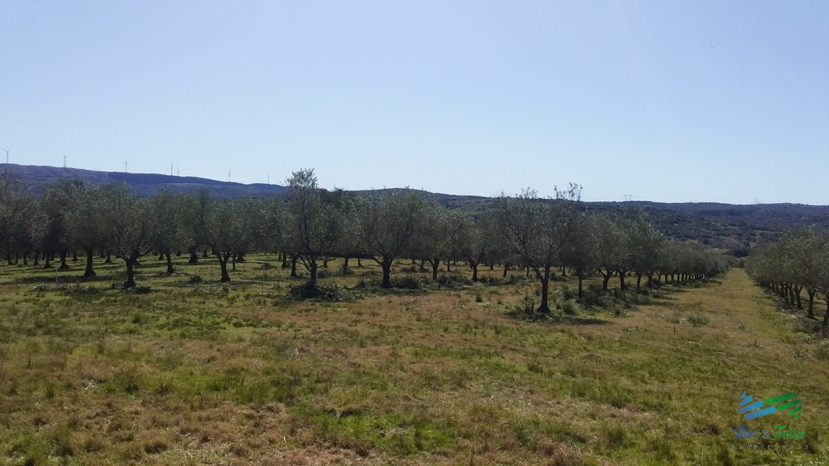 Campo Ref.4426 - Muy lindo campo de Recreo con Olivos a pocos mts de R.39 y 1 hora de Punta