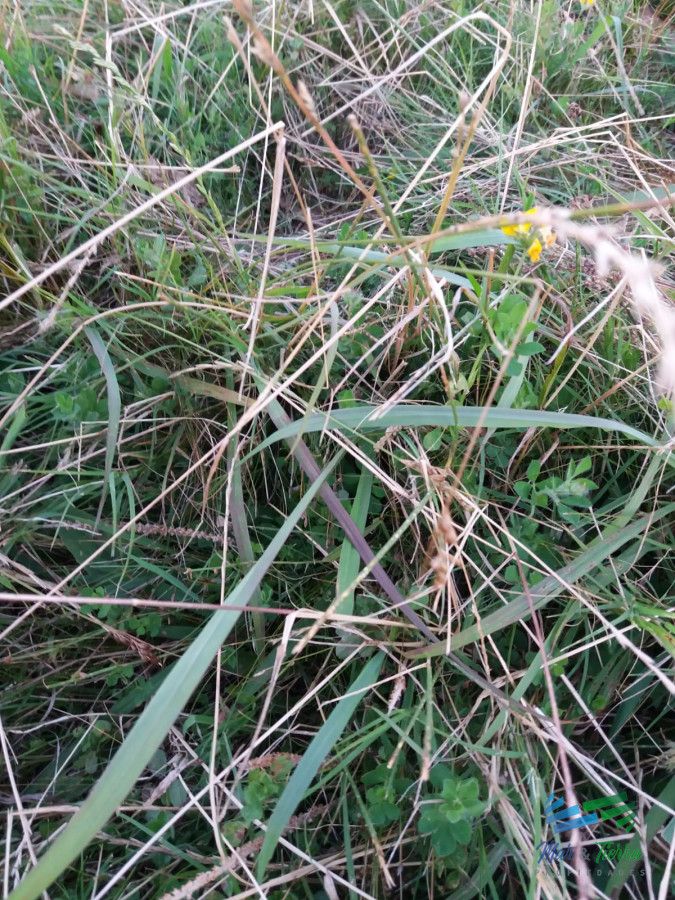 Campo Ref.3743 - 583 Has Ganaderas Especiales...!