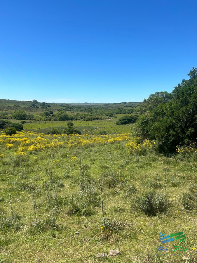 577 Has Campo Ganadero   Forestal - GoPunta - Portal Inmobiliario de Punta del Este - Maldonado
