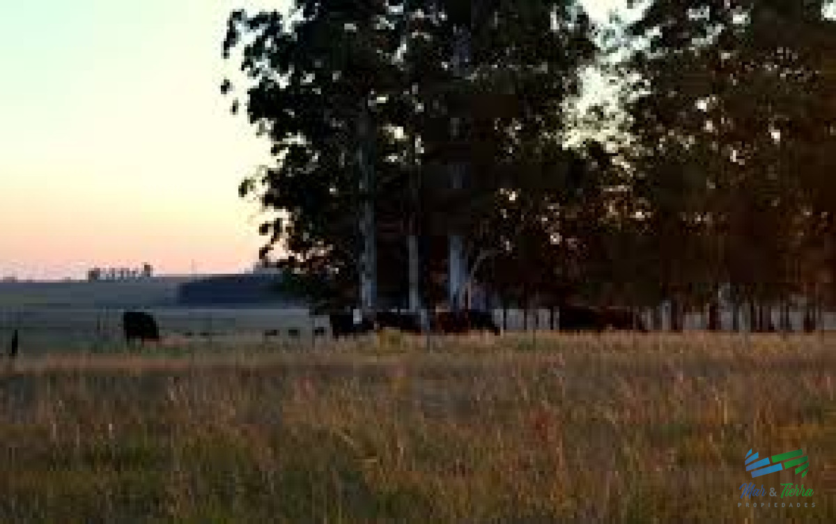 Campo Ref.3711 - Campo ganadero sobre R.31