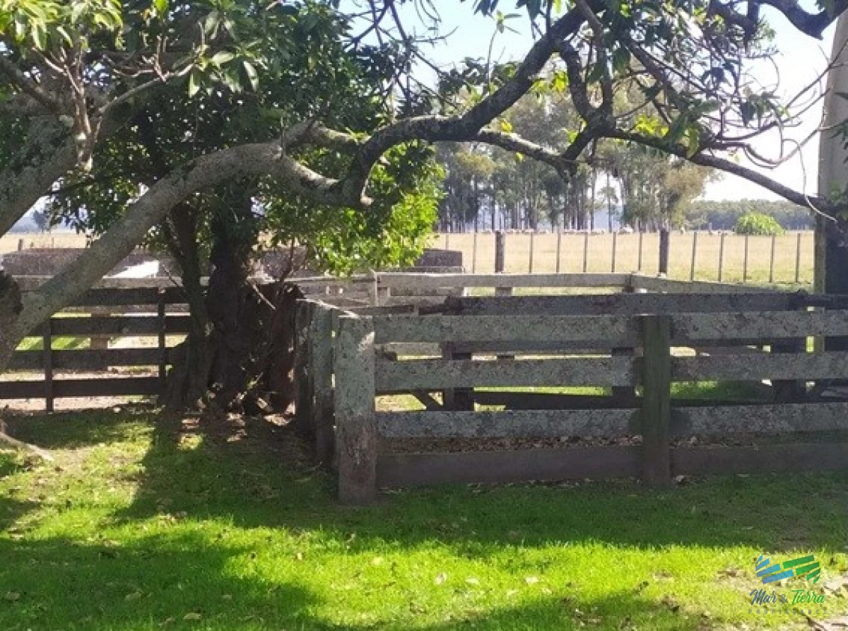 Campo Arrocero Ganadero 1.636 Has sobre Ruta - GoPunta - Portal Inmobiliario de Punta del Este - Maldonado