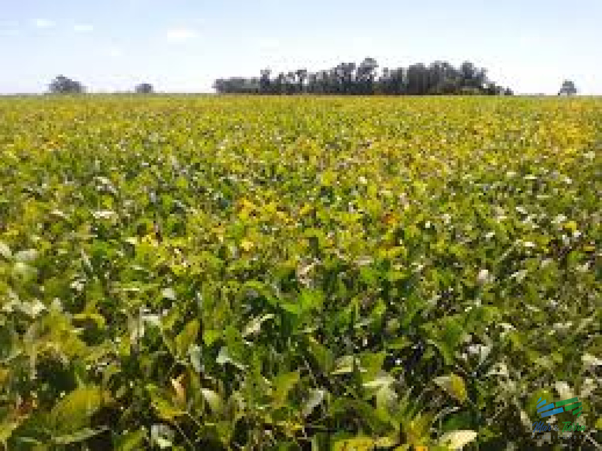 Campo Ref.3802 - Lindo campo Agrícola-Ganadero, bien ubicado, 1 hora de Mdeo