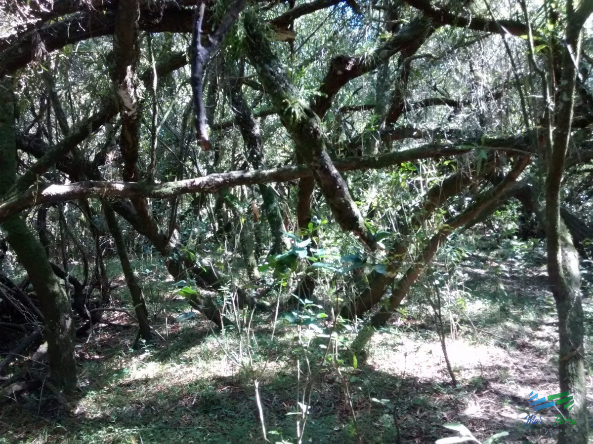 Campo Ref.4409 - Pintoresco campo Ganadero muy bien ubicado.