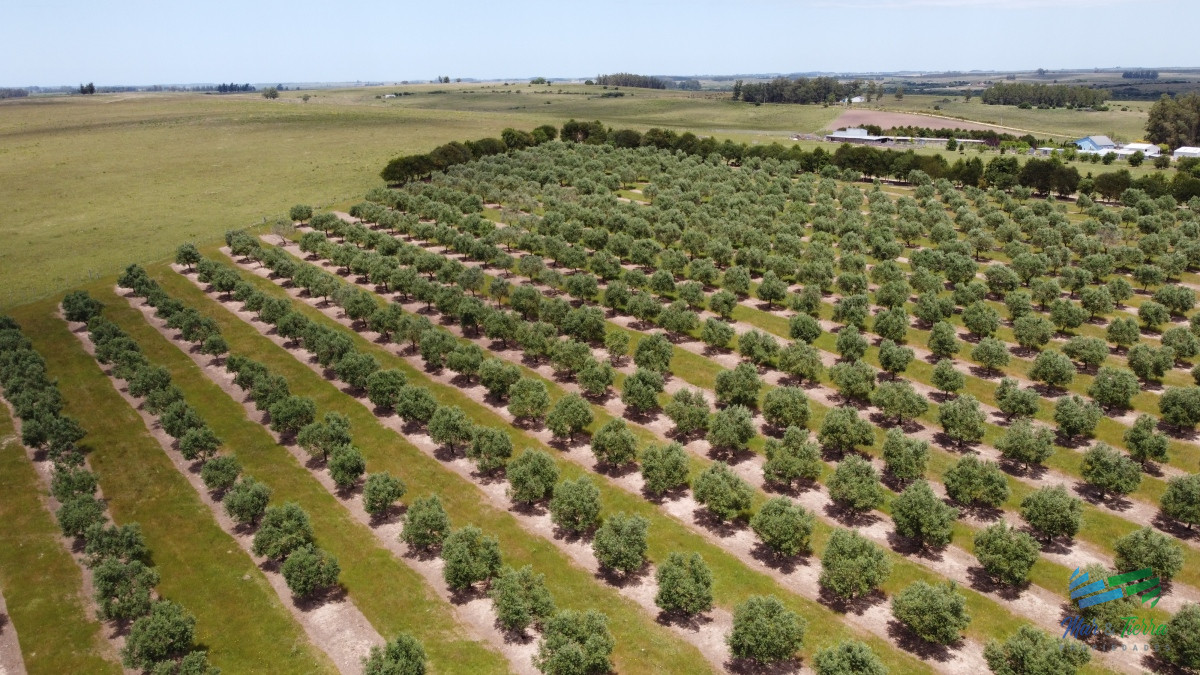 Campo Ref.4490 - 28 Has a 5 Kms de Garzón con 5.000 Olivos