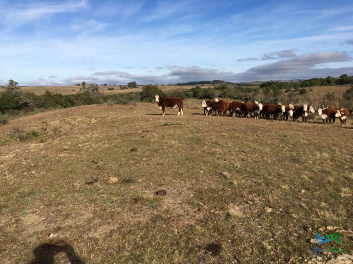 Campo Ref.4057 - 47 Has a 20 minutos Jose Ignacio y 3 kms de R.9