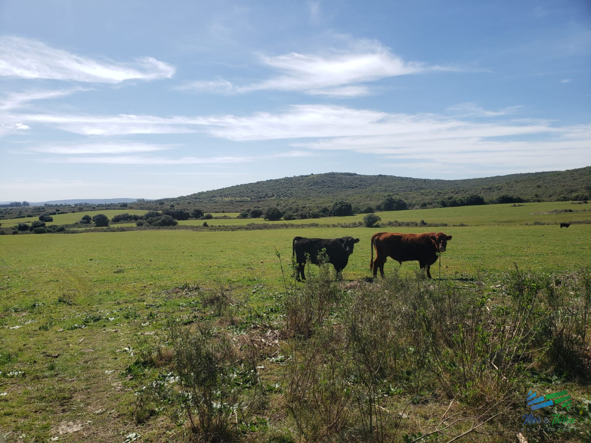 Campo Ref.4423 - 322 Has Ganaderas, Lindo Campo Criador.