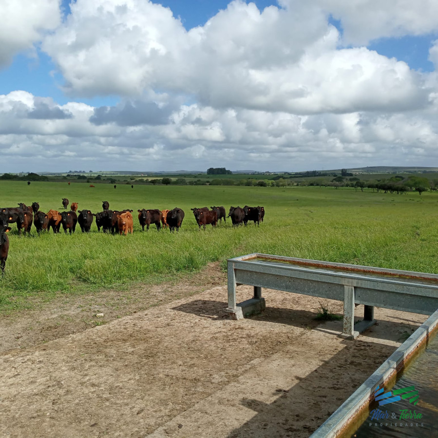 El Establecimiento Rural mas completo de Pueblo Edén y se vende a portera cerrada ! - GoPunta - Portal Inmobiliario de Punta del Este - Maldonado
